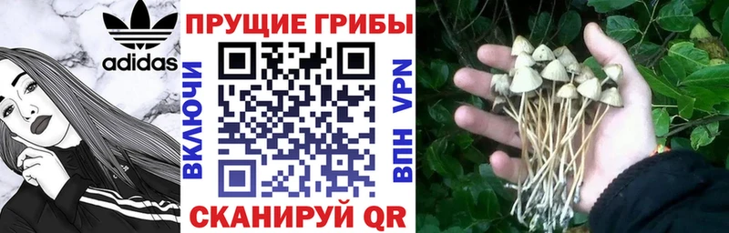 Купить закладки  Бердск  Псилоцибиновые грибы мухоморы 